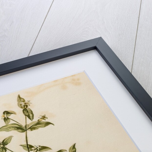 Marigold specimen by Jacob van Huysum