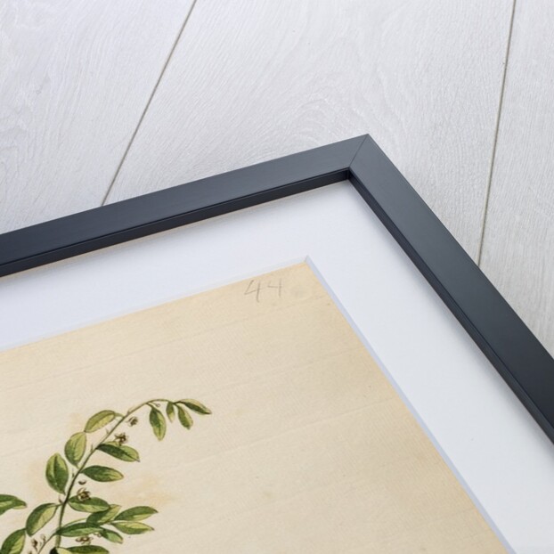 Stonebreaker specimen by Jacob van Huysum