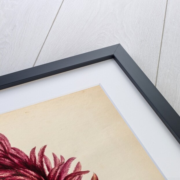 Red amaranth specimen by Jacob van Huysum