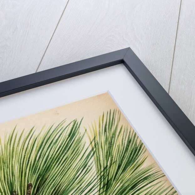 Scots pine specimen by Jacob van Huysum