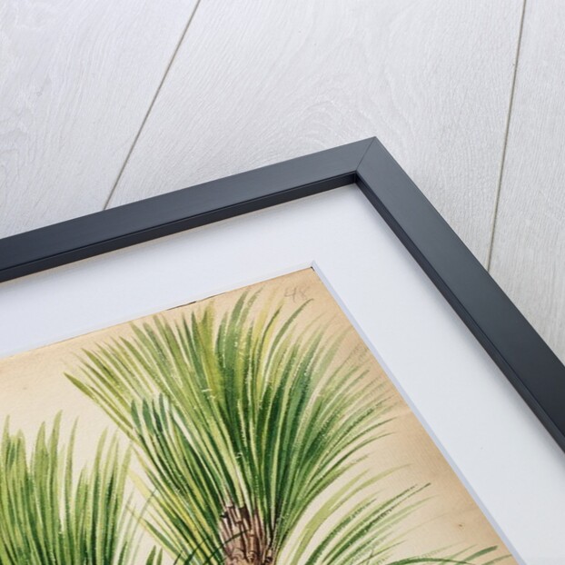 Scots pine specimen by Jacob van Huysum