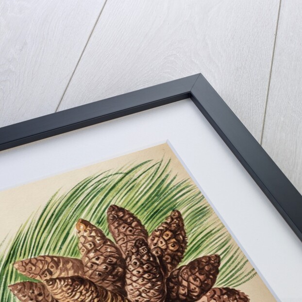 American pine specimen by Jacob van Huysum