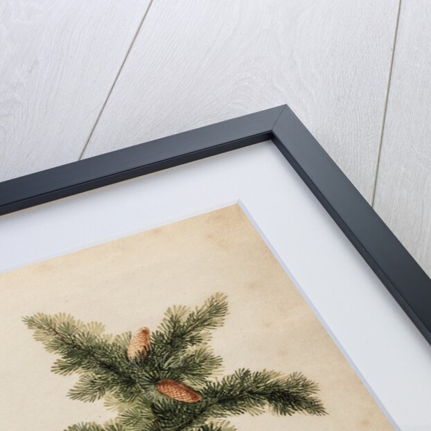 Cedar of Lebanon specimen by Jacob van Huysum