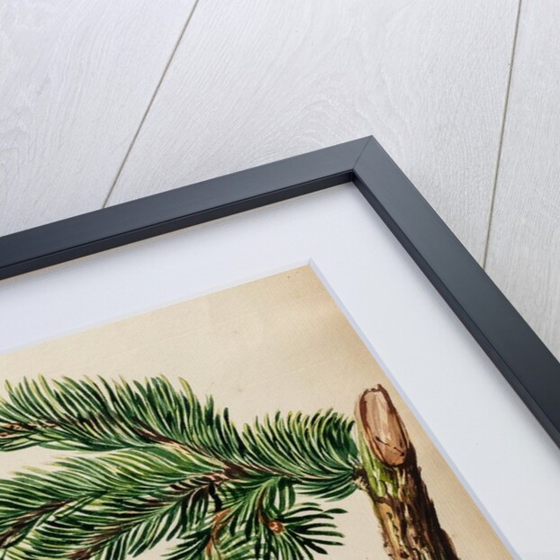 Fir tree specimen by Jacob van Huysum