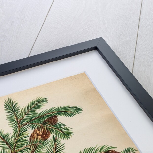 Fir tree specimen by Jacob van Huysum