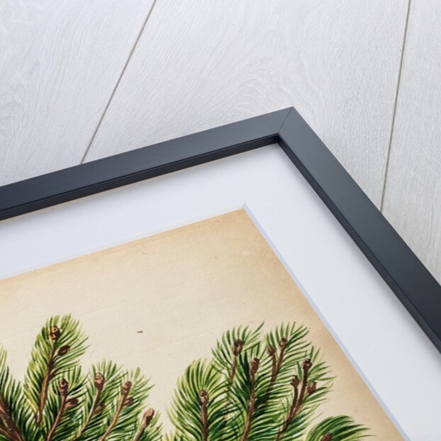 Spruce fir tree specimen by Jacob van Huysum