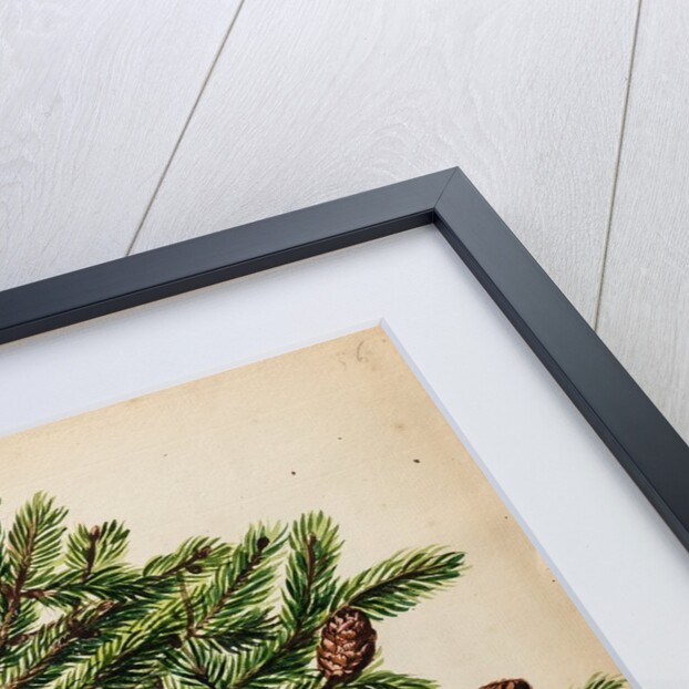 Spruce fir tree specimen by Jacob van Huysum