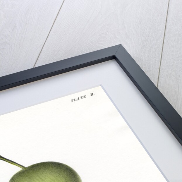 Plum varieties by Ebenezer Emmons junior