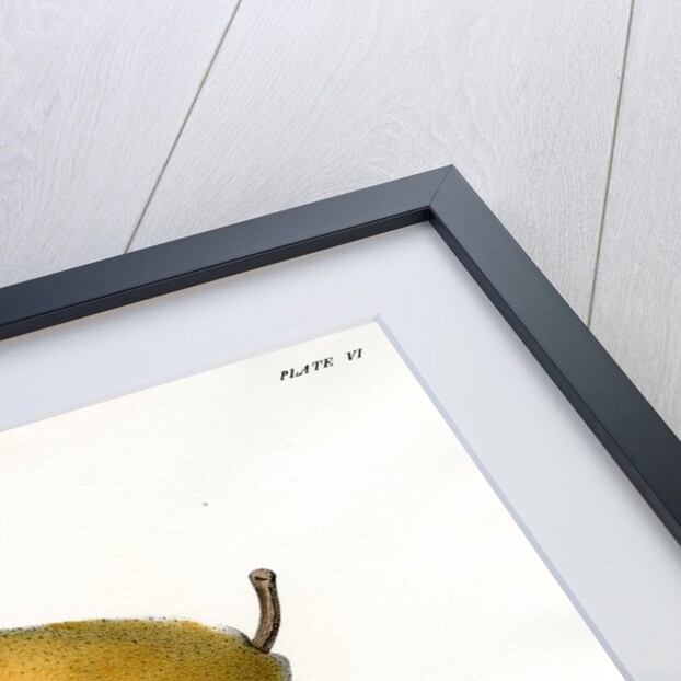 Pear varieties by George T Sandford