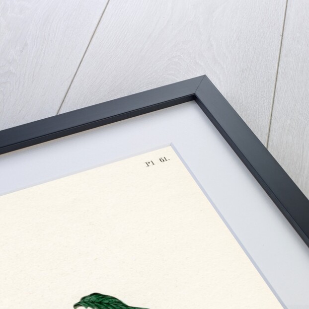 ‘Yellow Antwerp raspberry’ by Frederick J Swinton