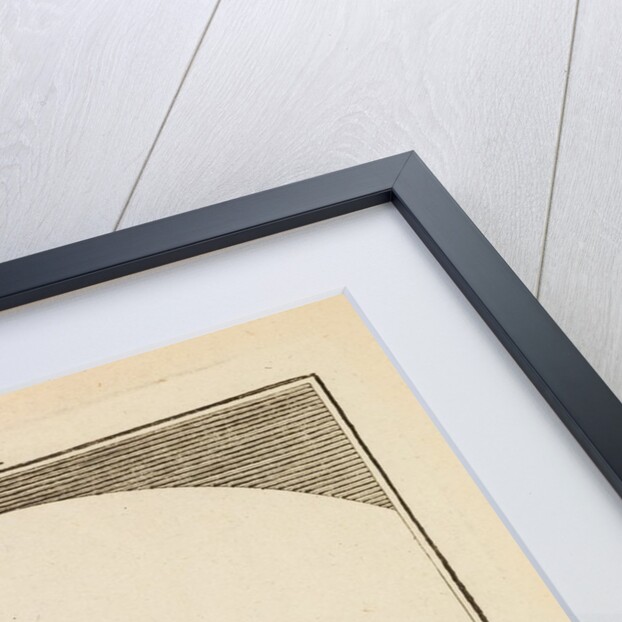 Butterfly egg cases by Martin Frobene Ledermuller