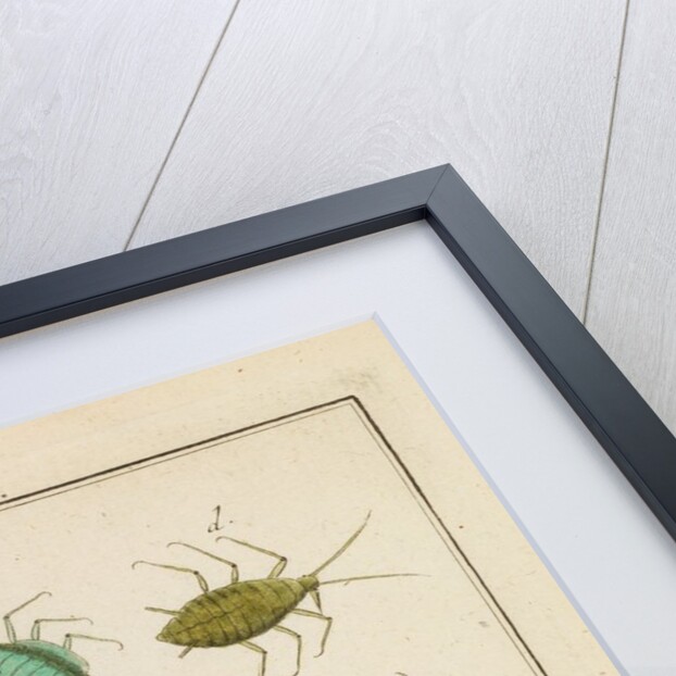 Aphids by Martin Frobene Ledermuller