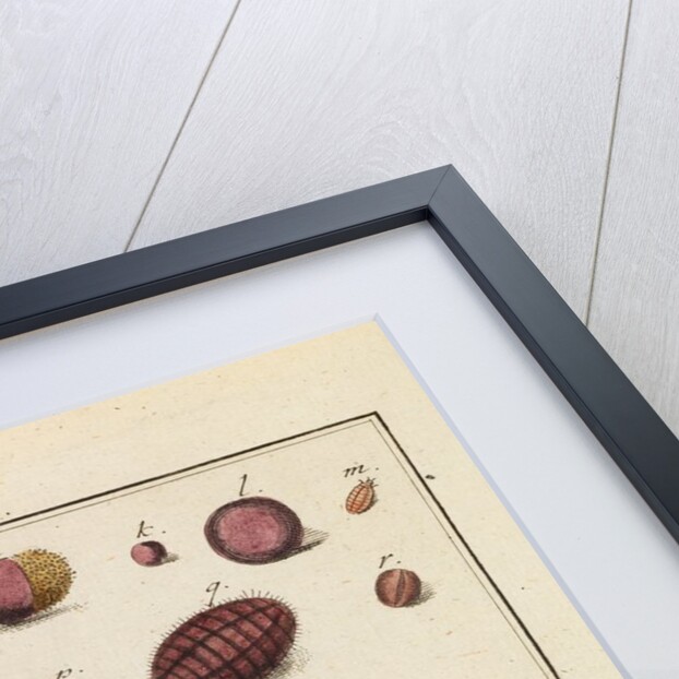 ‘Cocchus Polonicus’ by Martin Frobene Ledermuller