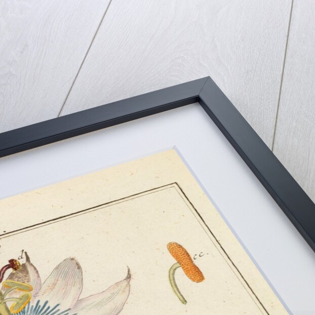 Passion flower pollen by Martin Frobene Ledermuller