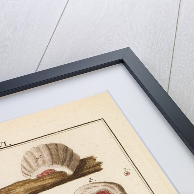 Kermes insect by Martin Frobene Ledermuller