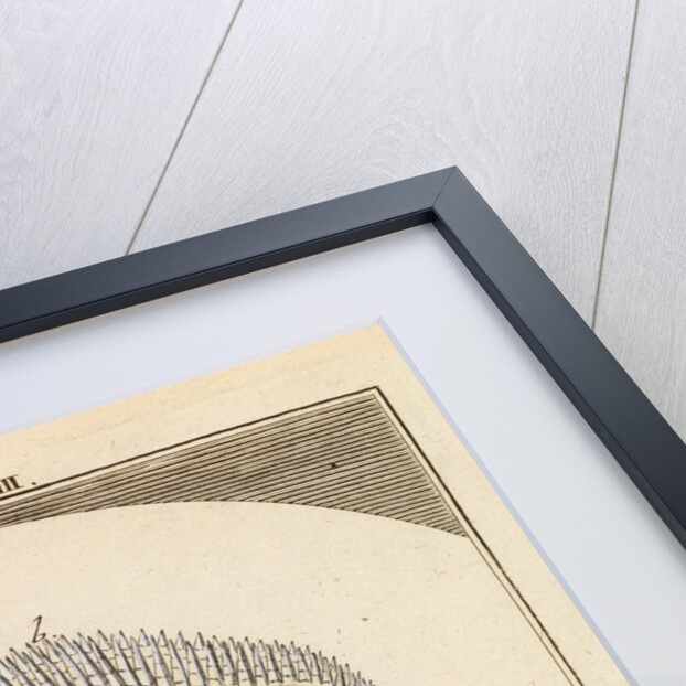 Perch scale by Martin Frobene Ledermuller