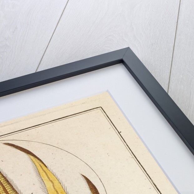 Bee proboscis and stinger by Martin Frobene Ledermuller