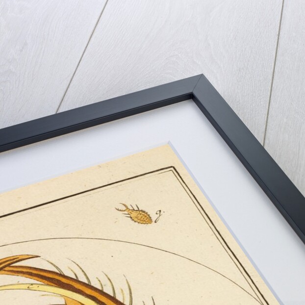 Antlion jaws by Martin Frobene Ledermuller