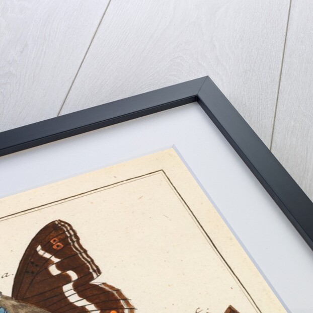 Butterfly wings and mould by Martin Frobene Ledermuller