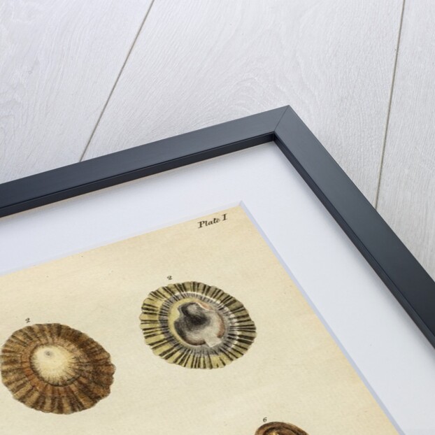 Shell specimens by Emanuel Mendes da Costa