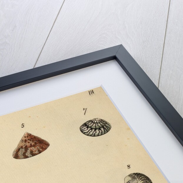 Shell specimens by Emanuel Mendes da Costa