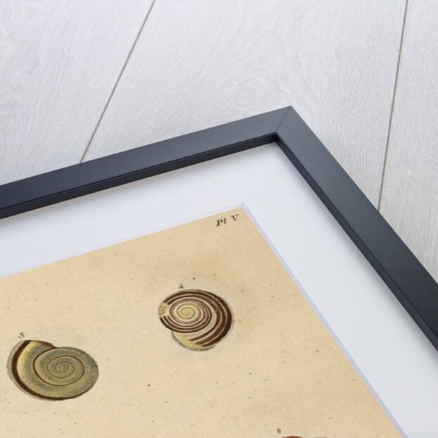 Snail shell specimens by Emanuel Mendes da Costa