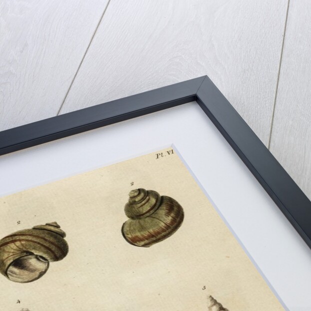 Shell specimens by Emanuel Mendes da Costa