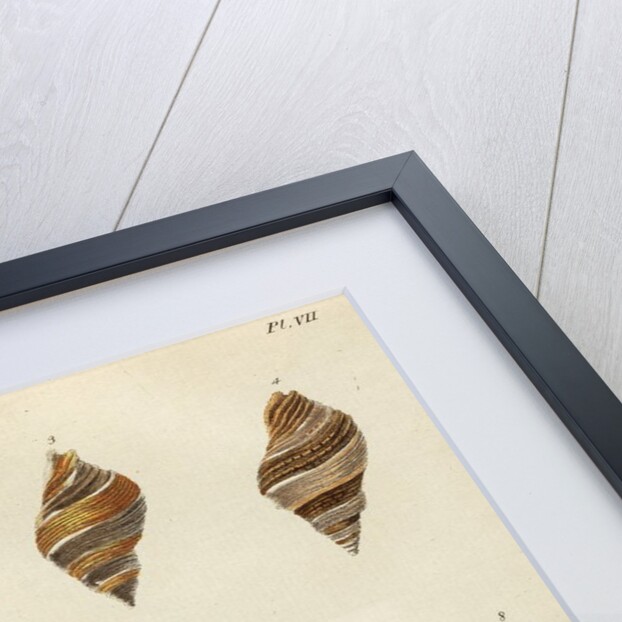 Shell specimens by Emanuel Mendes da Costa