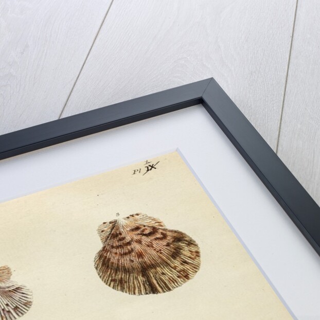 Shell specimens by Emanuel Mendes da Costa