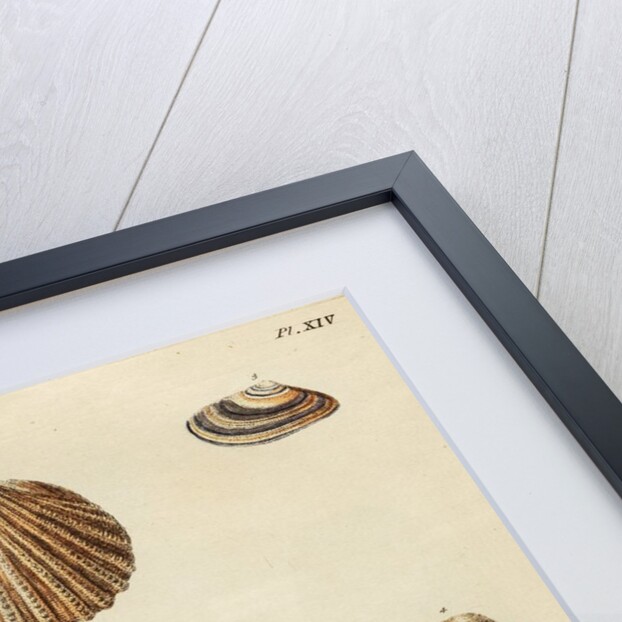 Shell specimens by Emanuel Mendes da Costa