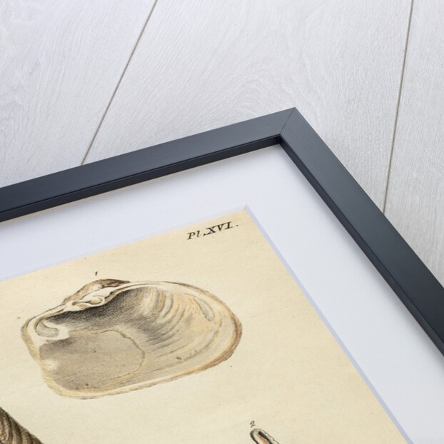 Shell specimens by Emanuel Mendes da Costa