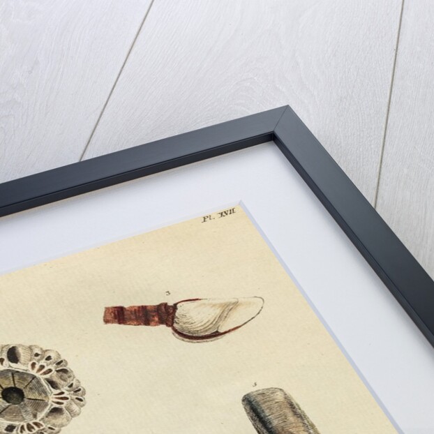 Shell specimens by Emanuel Mendes da Costa
