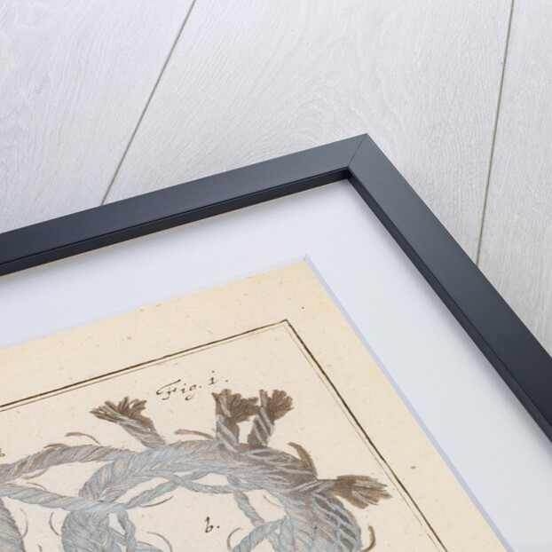Brabant lace and spider silk by Adam Wolfgang Winterschmidt