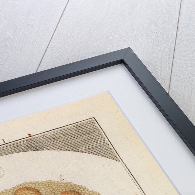 Carp ovary by Adam Wolfgang Winterschmidt