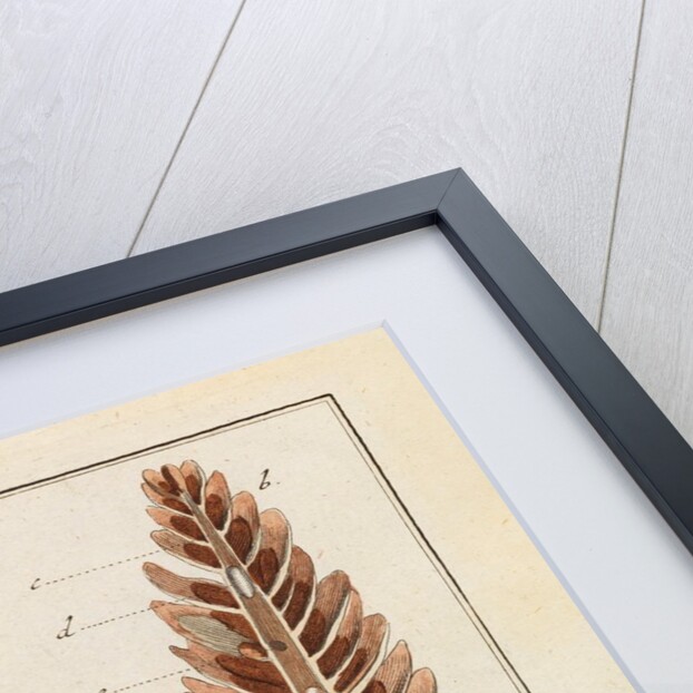 Red fir tree cone and moth by Adam Wolfgang Winterschmidt