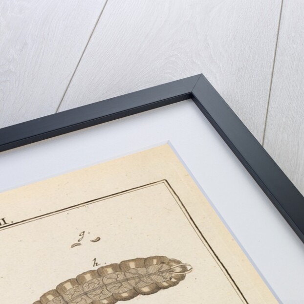 Insect and larch sprig by Adam Wolfgang Winterschmidt