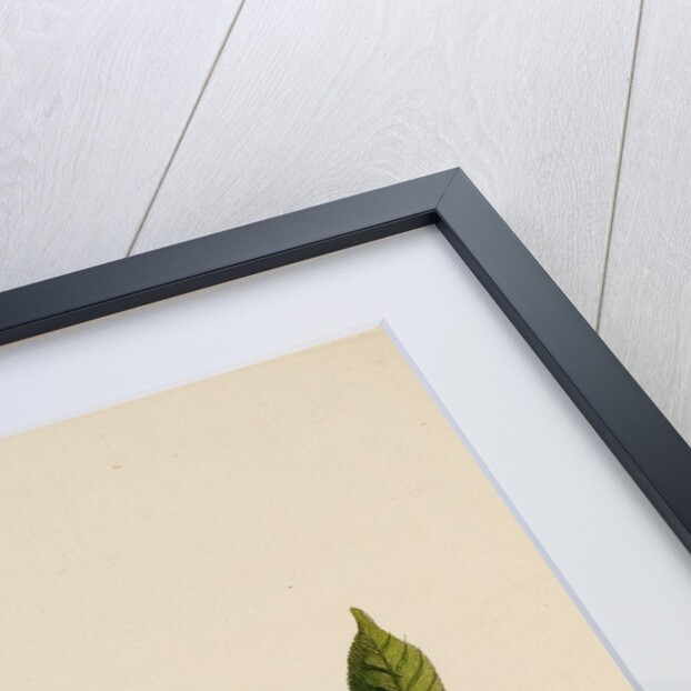 ‘The long tailed squirrel’ by Peter Mazell