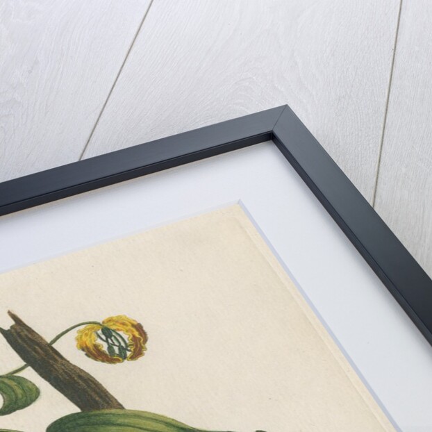 ‘The little horn’d owl’ by Peter Mazell