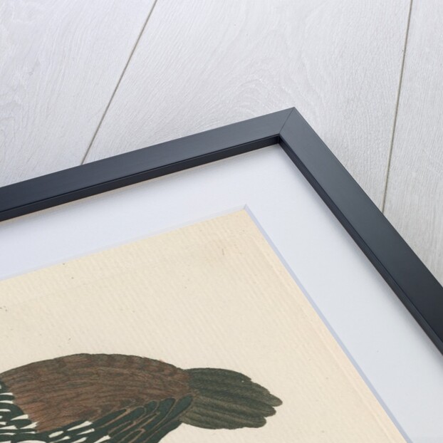 ‘Double spurr’d partridge’ by Peter Mazell