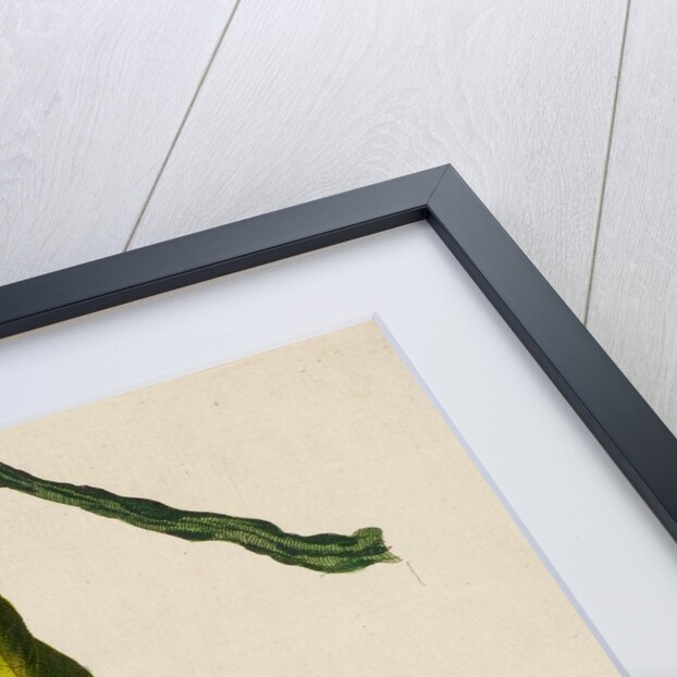 ‘The Taylor bird’ by Peter Mazell