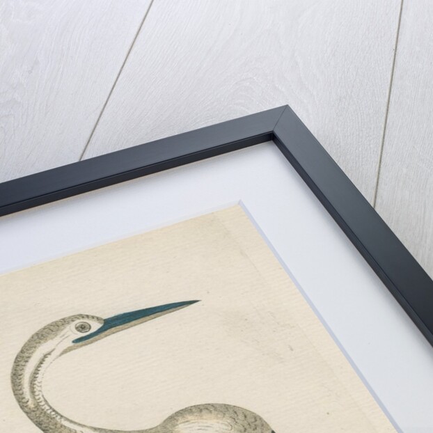 'Black bellied anhinga' by Peter Mazell