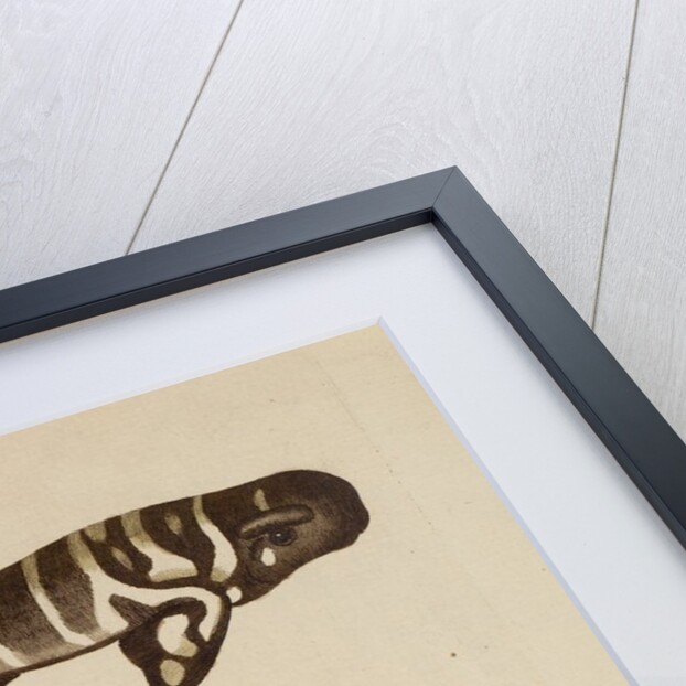 ‘Tiger Shark’ and ‘Zeylon Wrasse’ by Peter Mazell