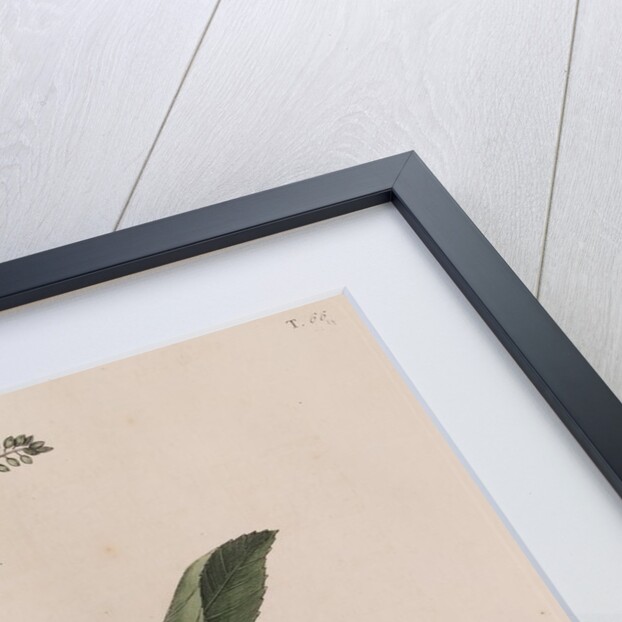 Grey songbird by Mark Catesby