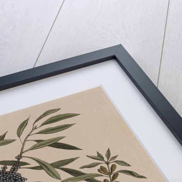 Kingfisher by Mark Catesby