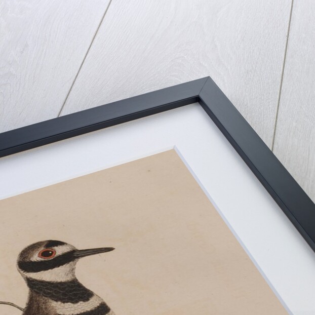 Killdeer by Mark Catesby