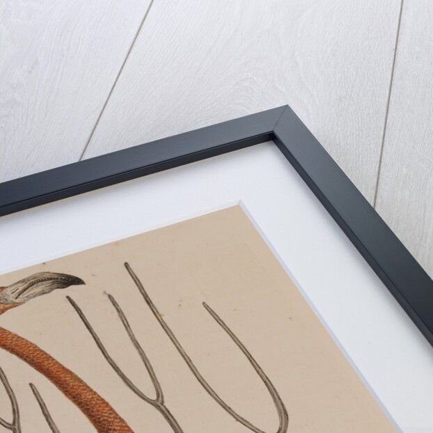 Flamingo by Mark Catesby