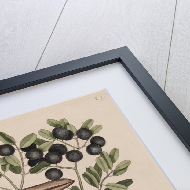 Whooping crane head by Mark Catesby