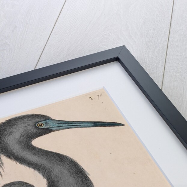 Little blue heron by Mark Catesby