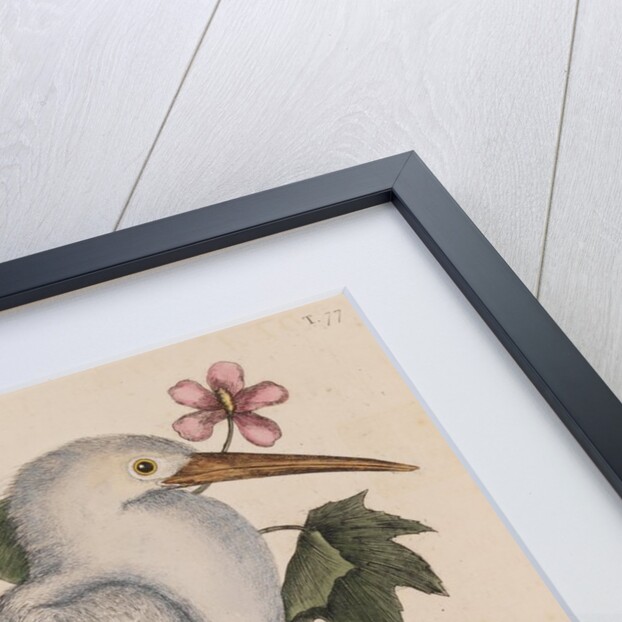 Little egret by Mark Catesby