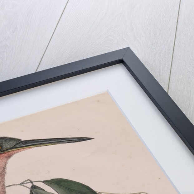 Little bittern by Mark Catesby
